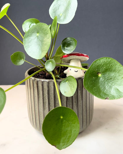 Planter Buddy mushroom