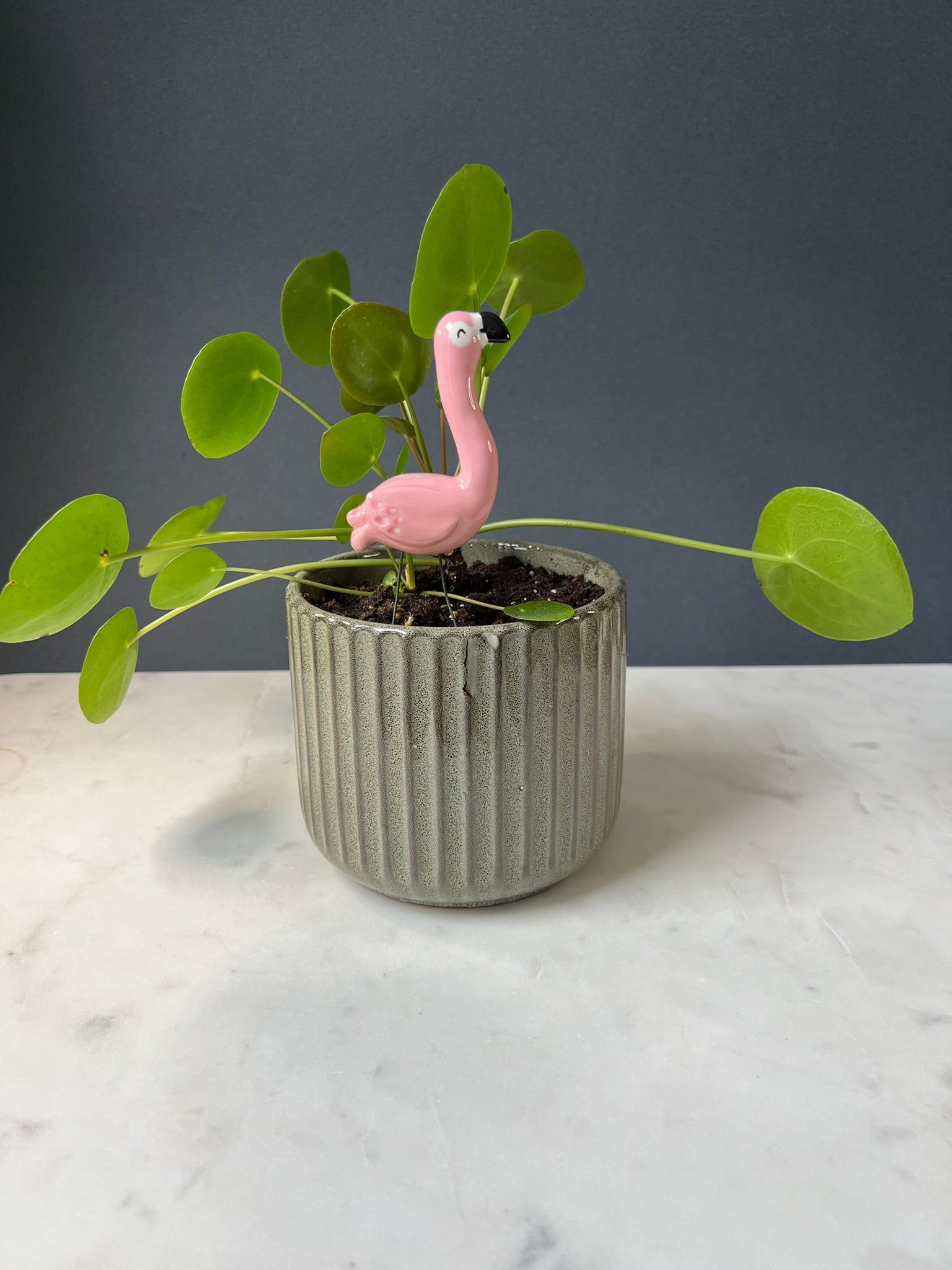Potted plant with a pink flamingo figurine on a marble surface against a gray background
