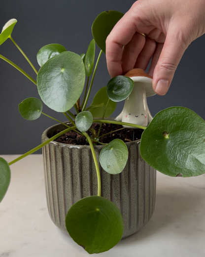 Mushroom Planter Buddies
