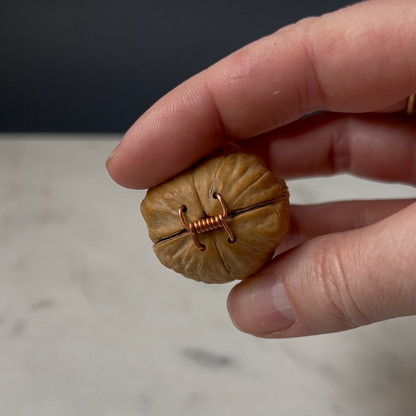 Walnut Baby