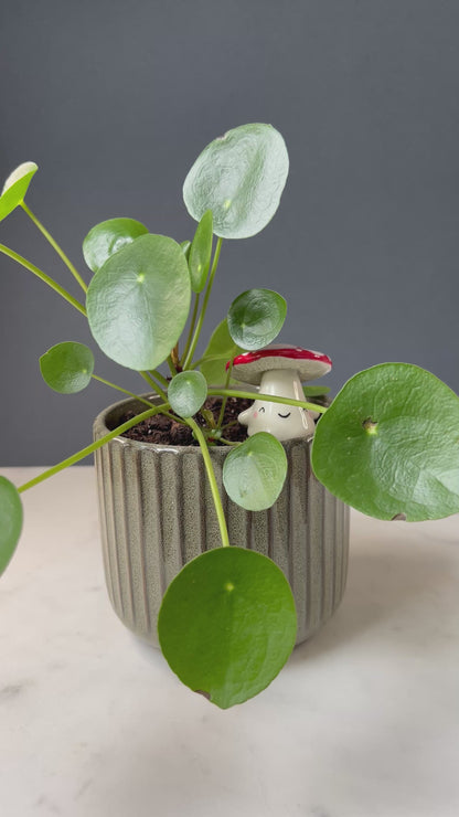 Mushroom Planter Buddies