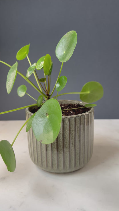 Mushroom Planter Buddies